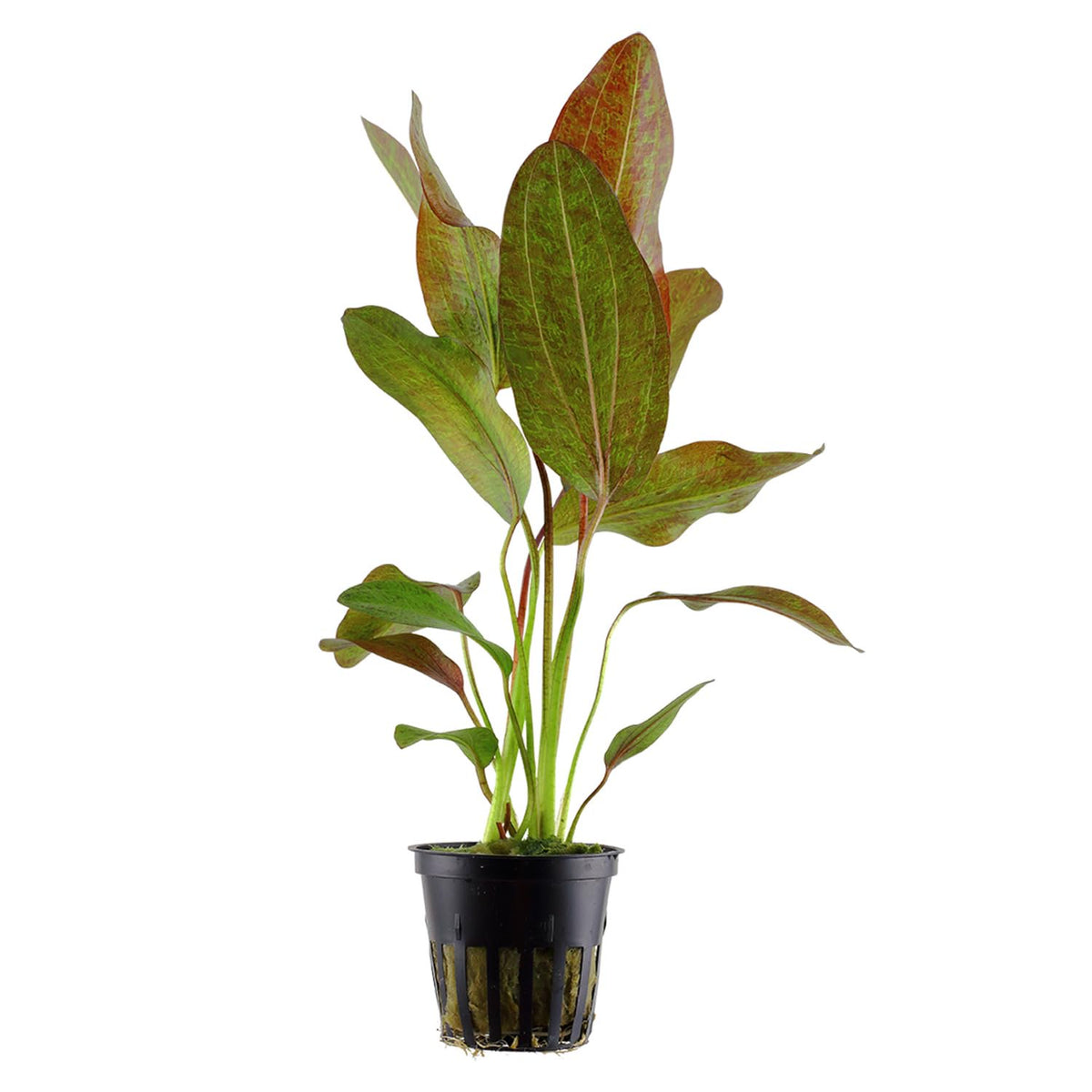 Amazon Sword Echinodorus Red Rose