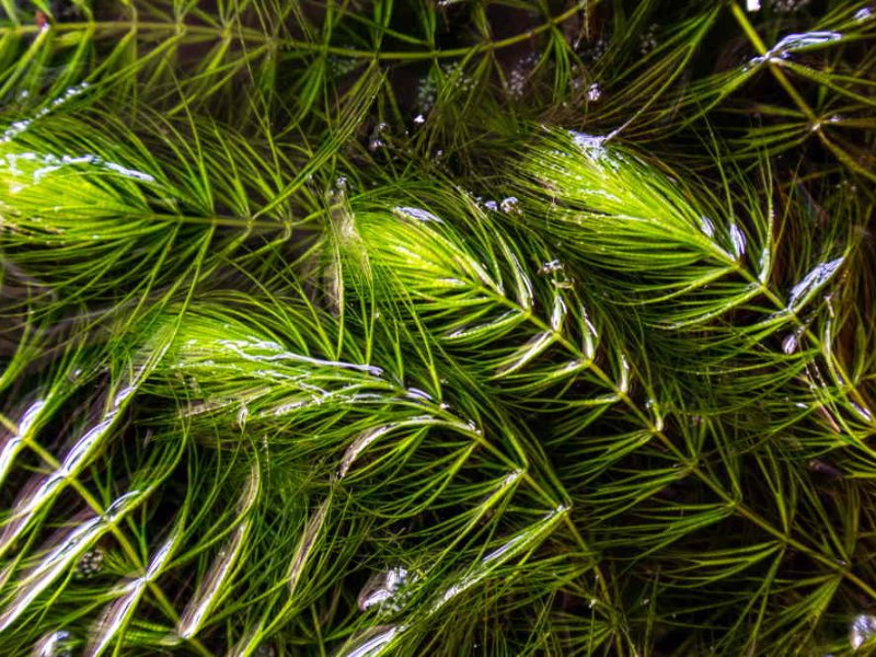 Hornwort Bunch