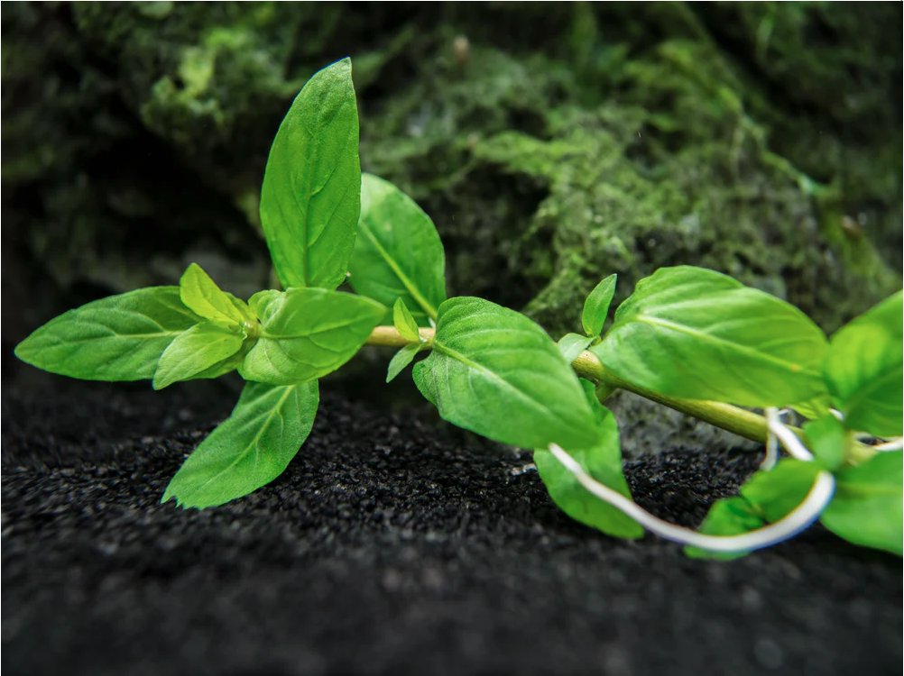 Staurogyne S Repens