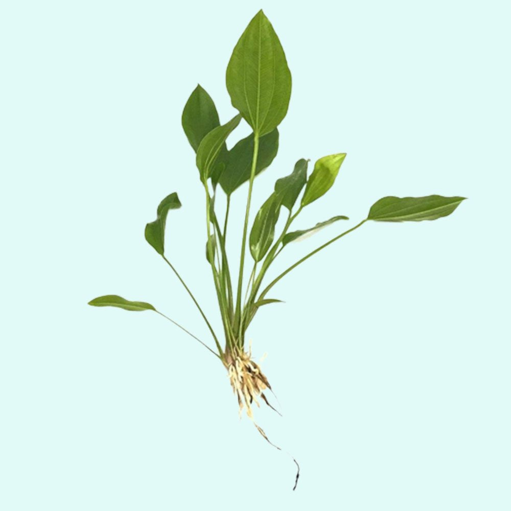Amazon Sword Grandifolius Rangeri