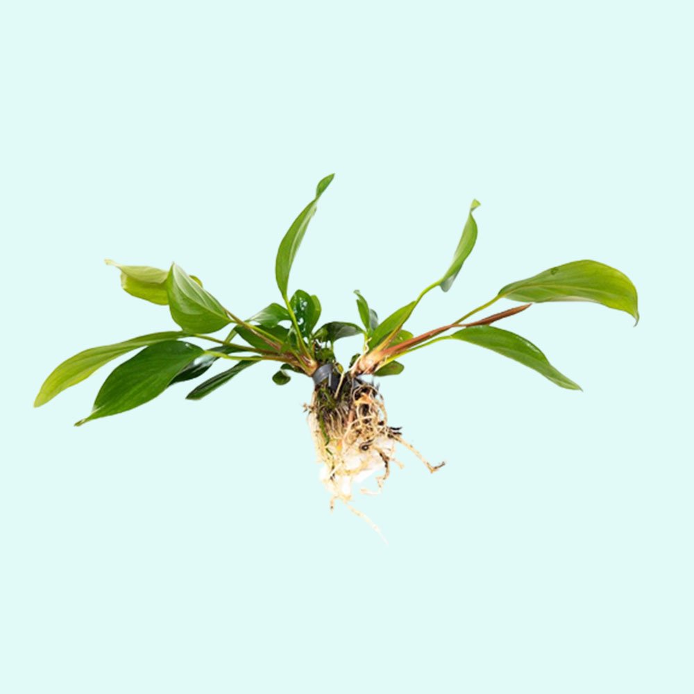 Anubias Hastifolia