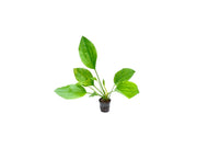 Grandifolius Rangeri Sword Argentinensis Medium