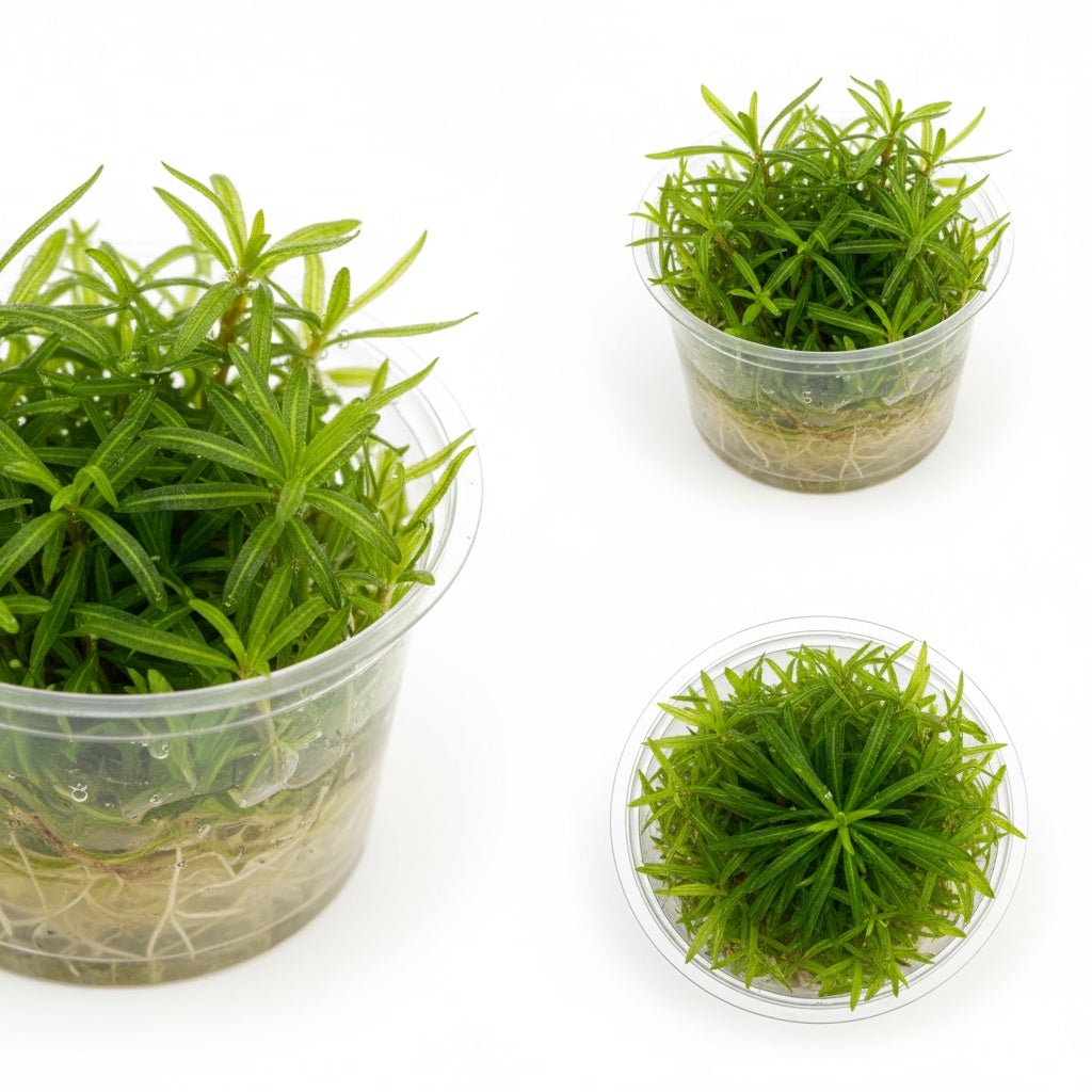 CANTON AQUATICS LilaeopsiBraslilensis Tissue Culture