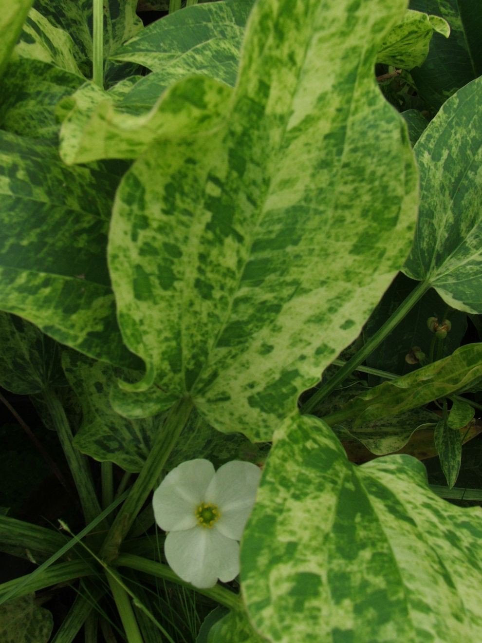 Marble Queen Sword Echinodorus Cordifolius