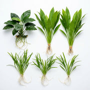 Aquarium Plant Bundle: Anubias, Amazon & Chain Sword