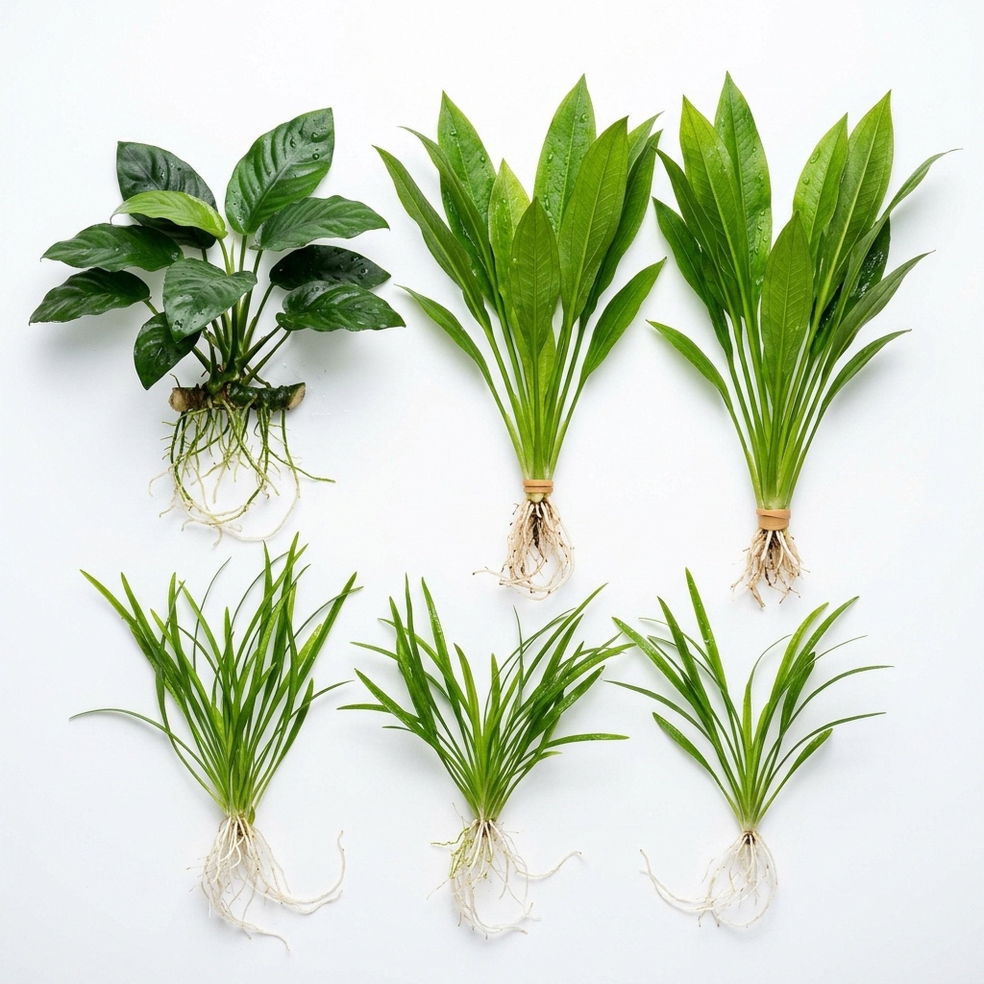 Aquarium Plant Bundle: Anubias, Amazon & Chain Sword