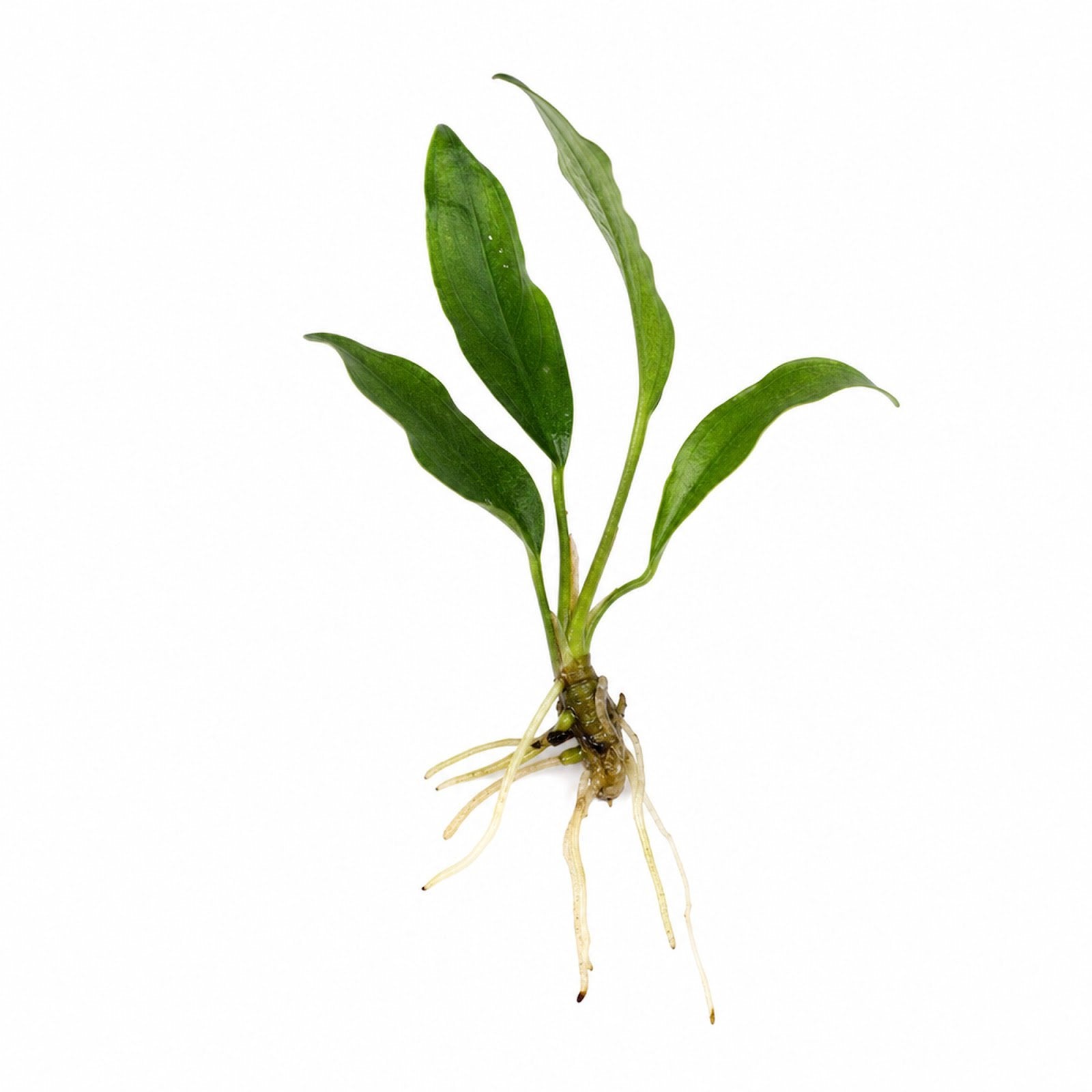 Anubias Frazeri