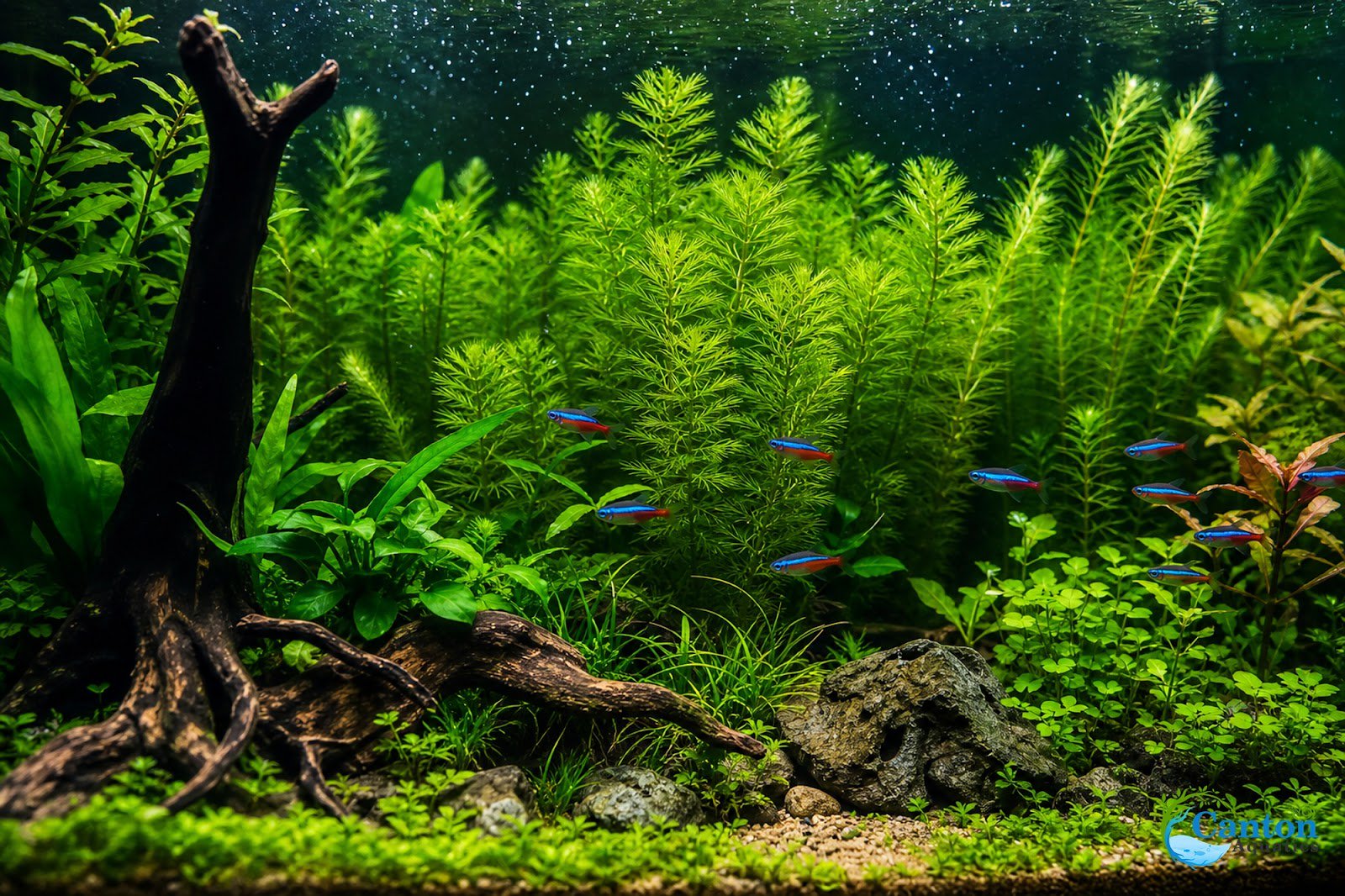 Limnophila Hippuridoides