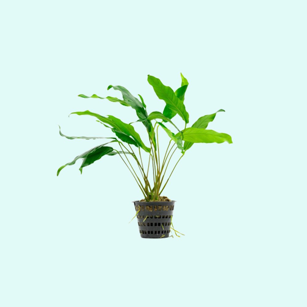Anubias Minima Bare Root