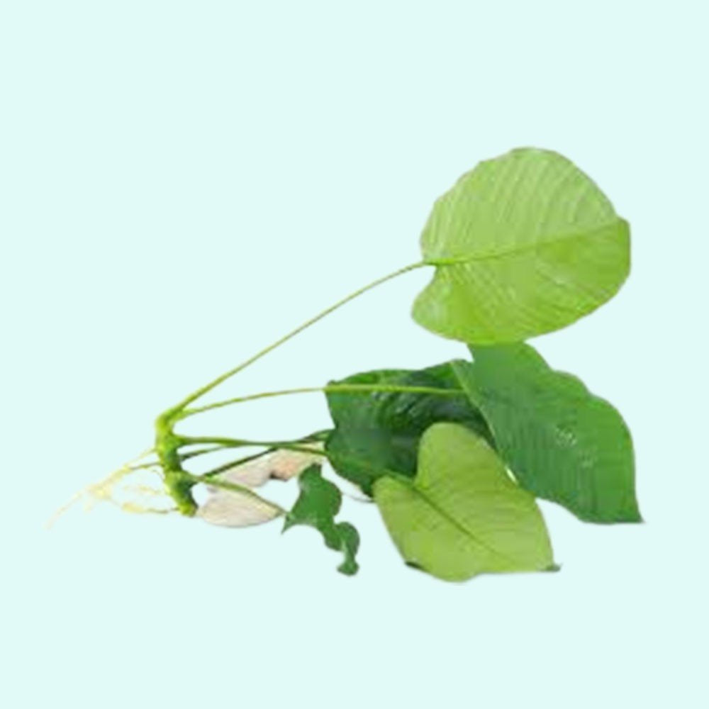 Anubias Nancon