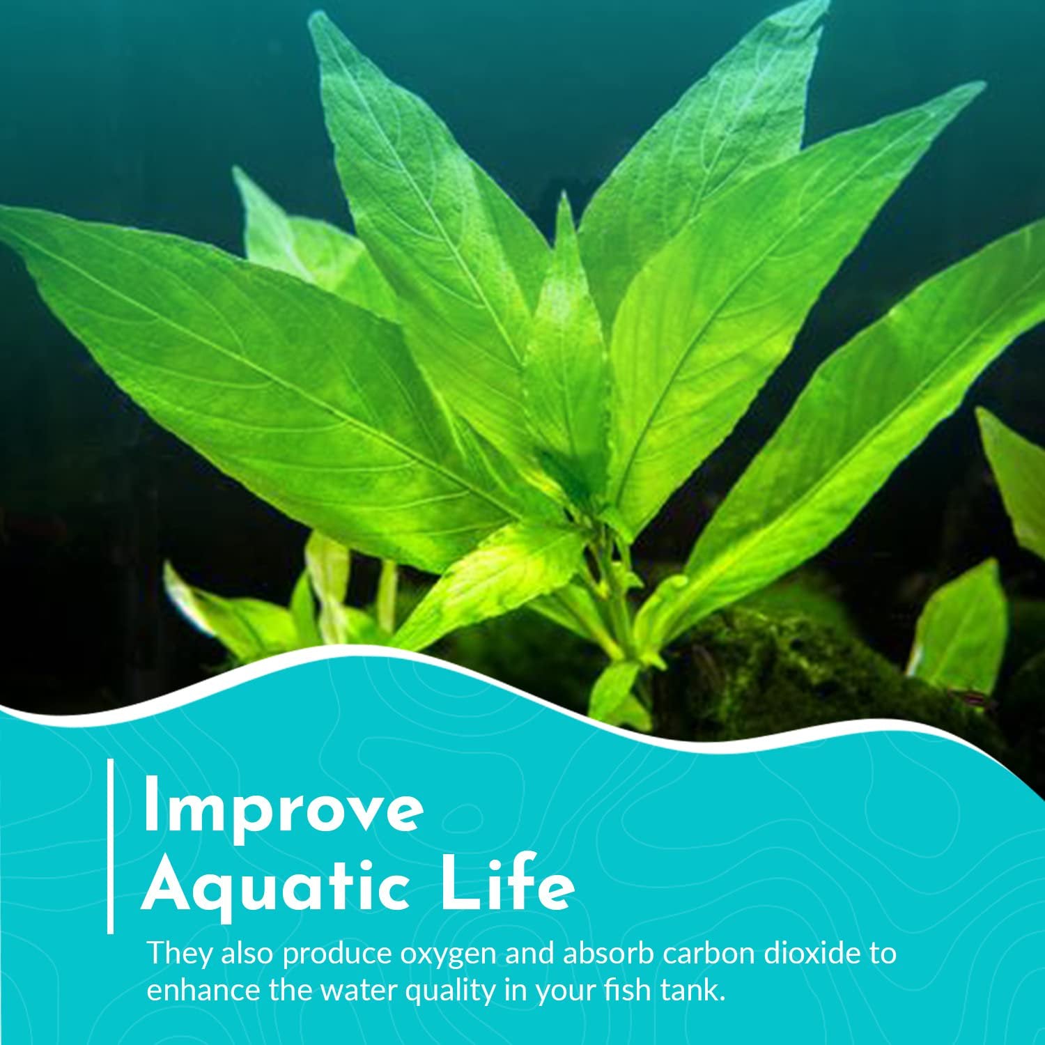 Hygro Blue Hygrophila Salcifolia