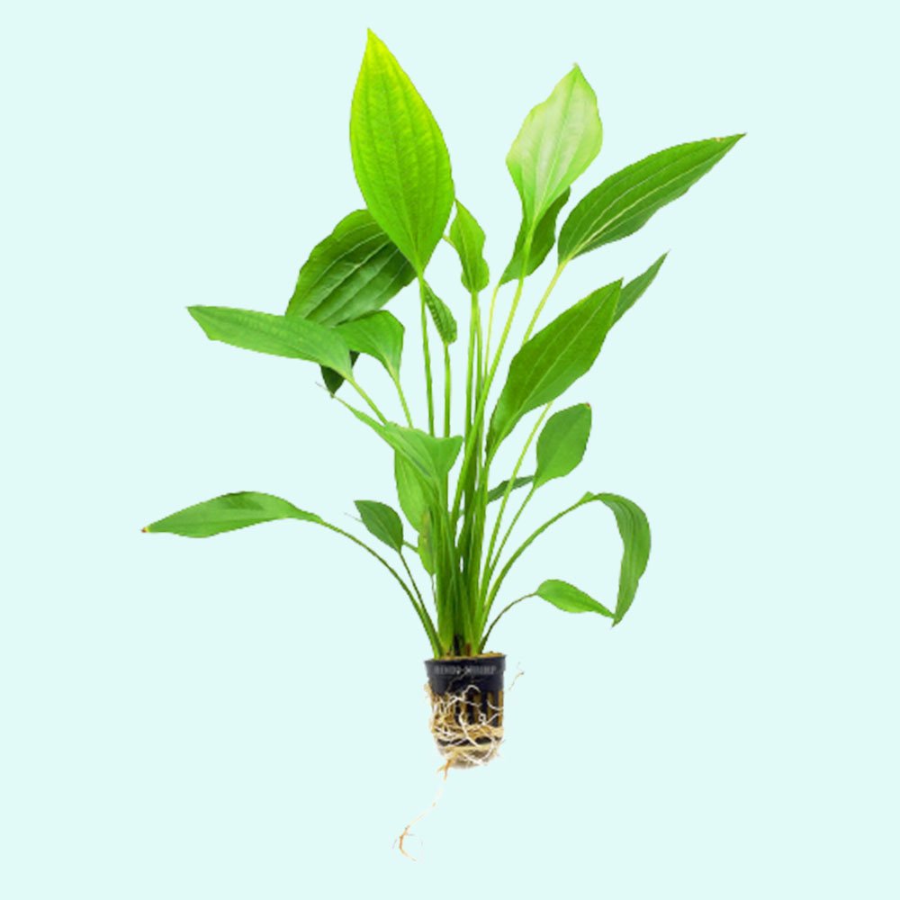 Amazon Sword Grandifolius Rangeri