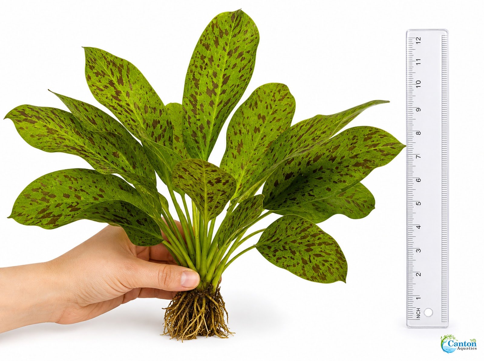 Amazon Sword Echinodorus "Green Ozelot"