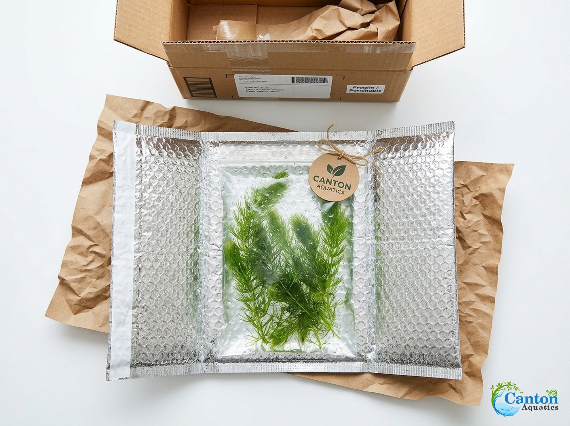 Hornwort Bunch
