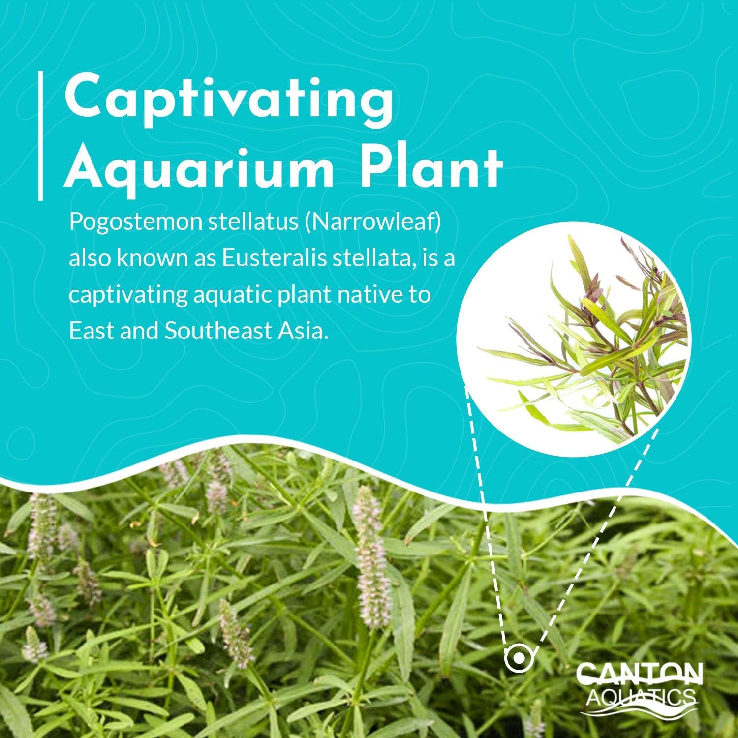 Pogostemon Stellatus Narrowleaf