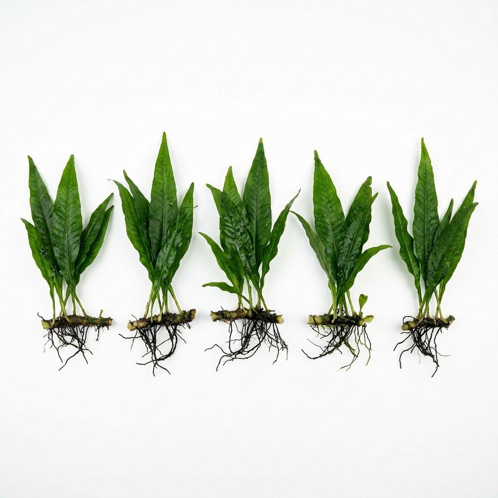 Java Fern Microsorum