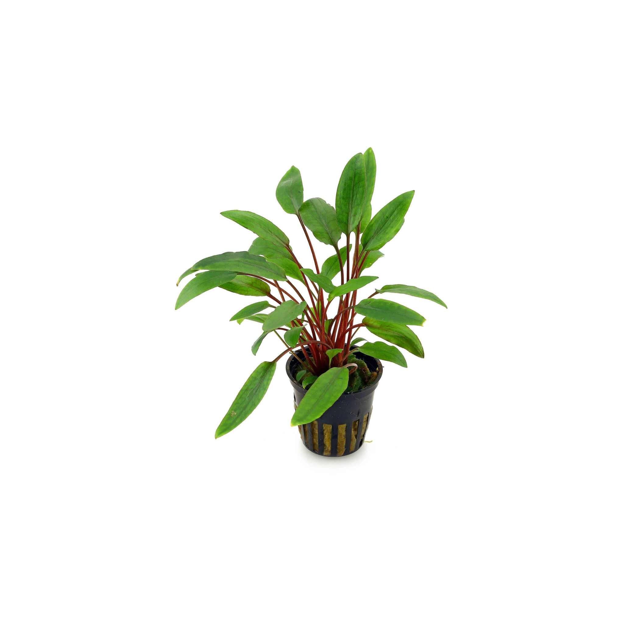 Cryptocoryne Becketii Petchii