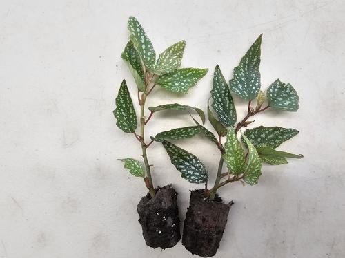 Angel Wing Begonia Medora Rooted Starter Plant