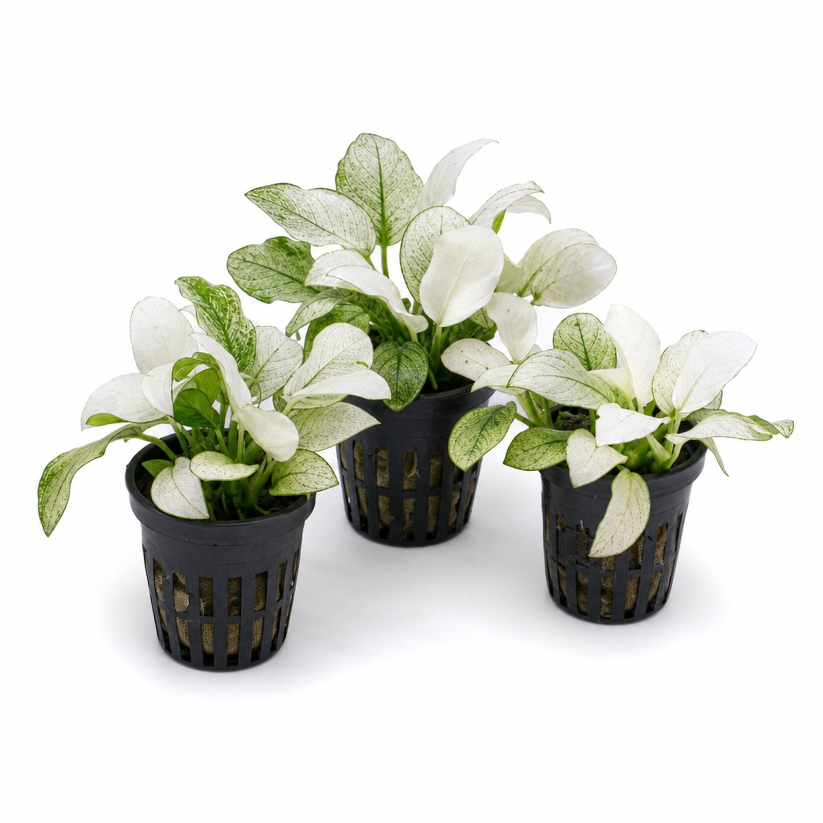 Anubias White Rose