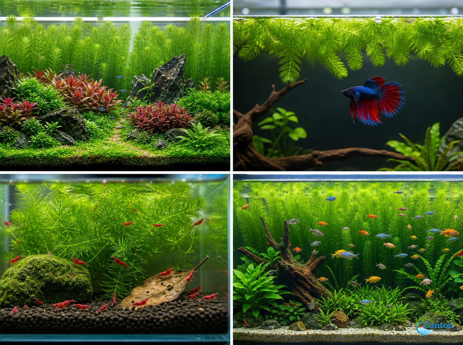 3 Pack Hornwort Bundle