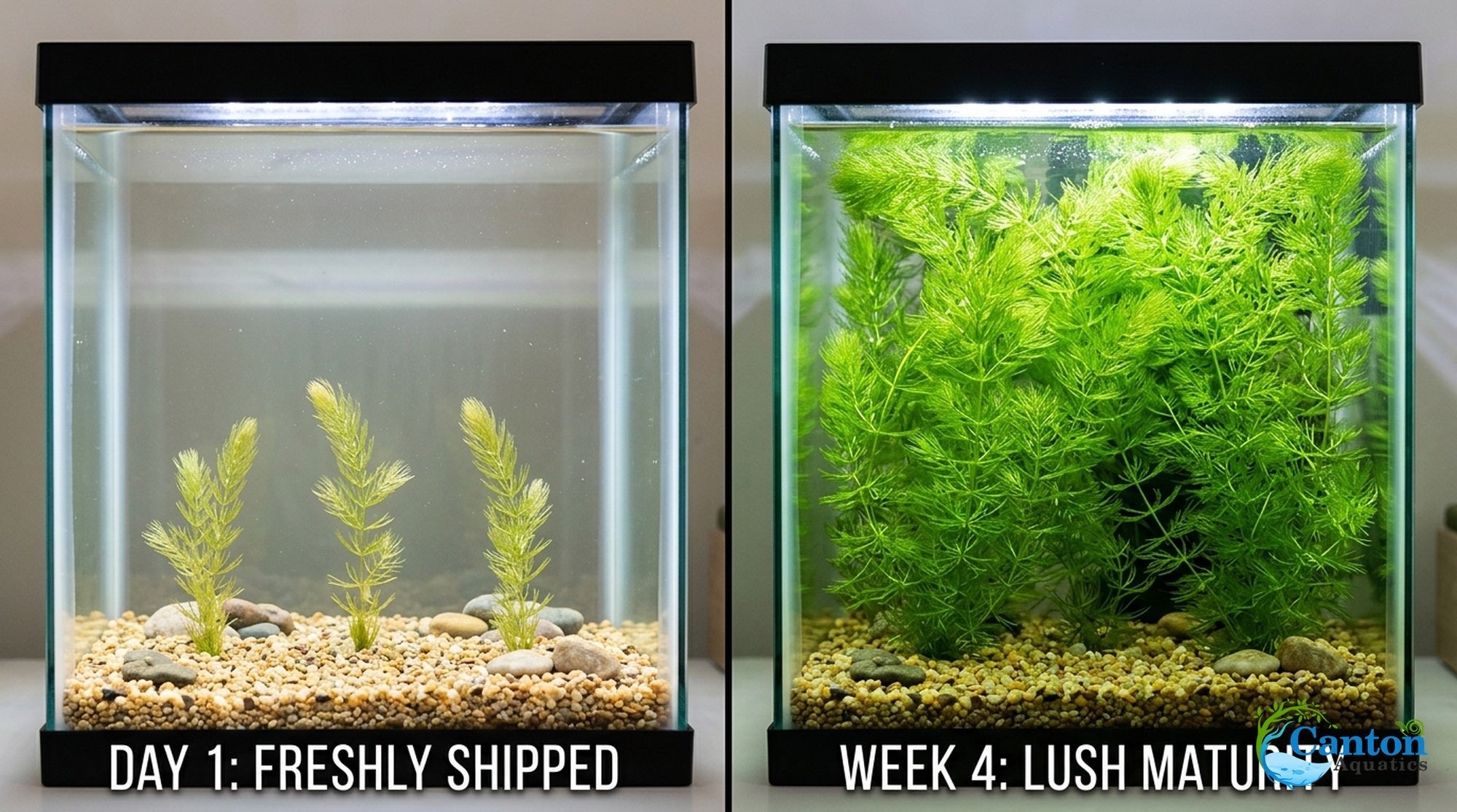 Hornwort Bunch