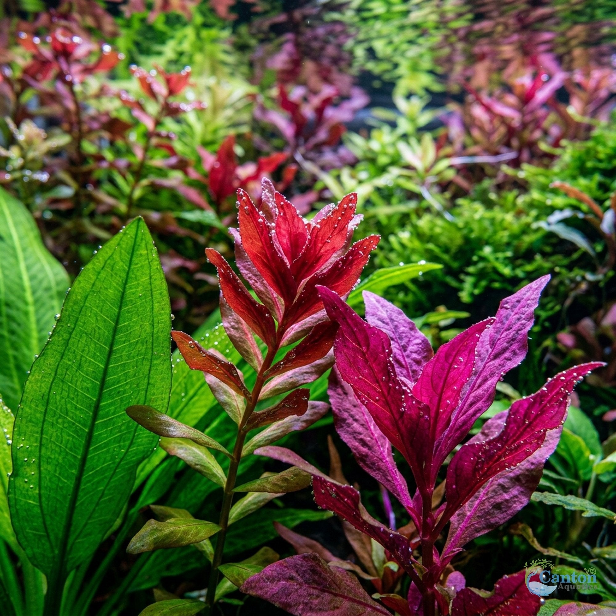 Bright Color Aquarium Plant Bundle – 6 Stunning Live Plants