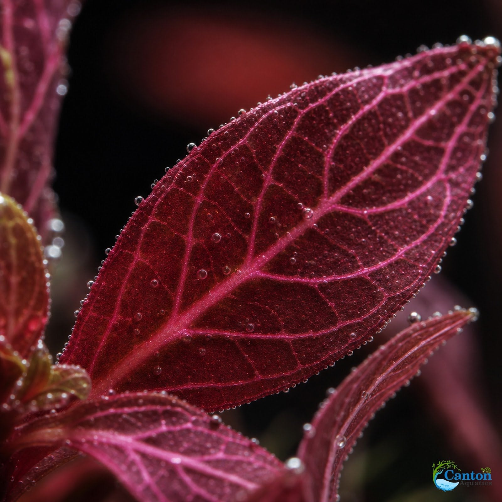 Alternanthera Rosanervig