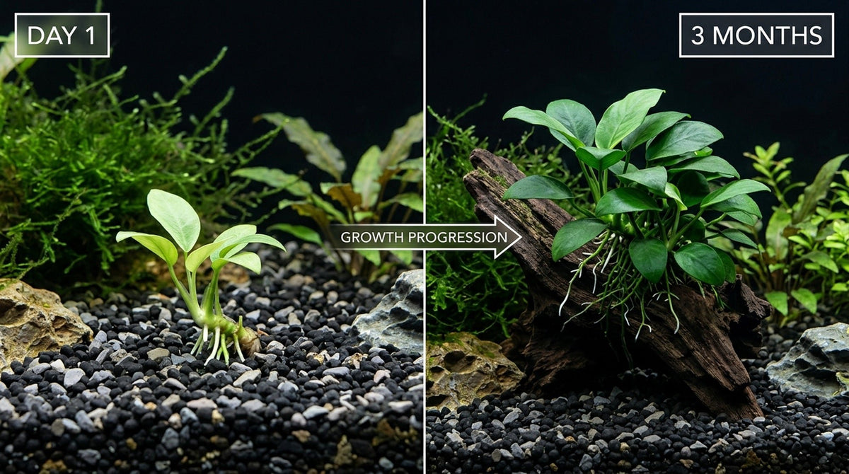 3 Anubias Aquatic Plants Bundle Small 1-3 Inches