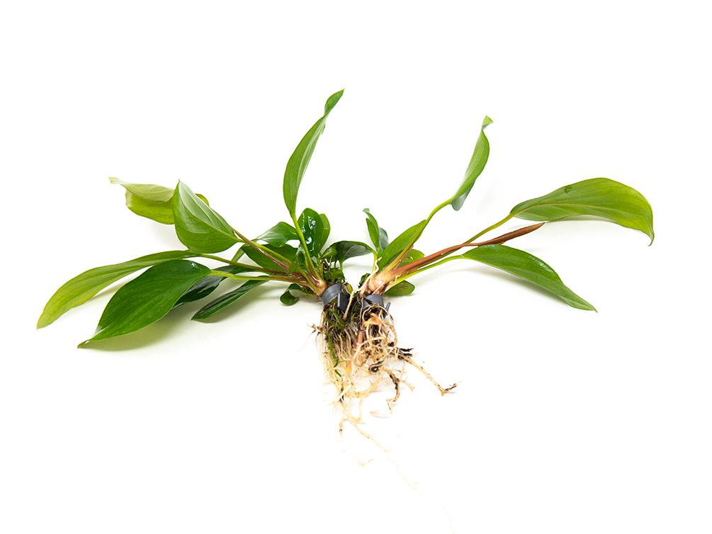 Anubias Hastifolia
