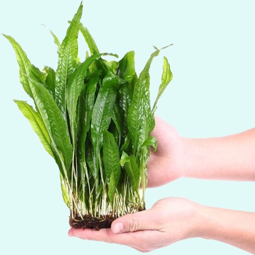 Java Fern Mat (Microsorum Pteropus) on Mat