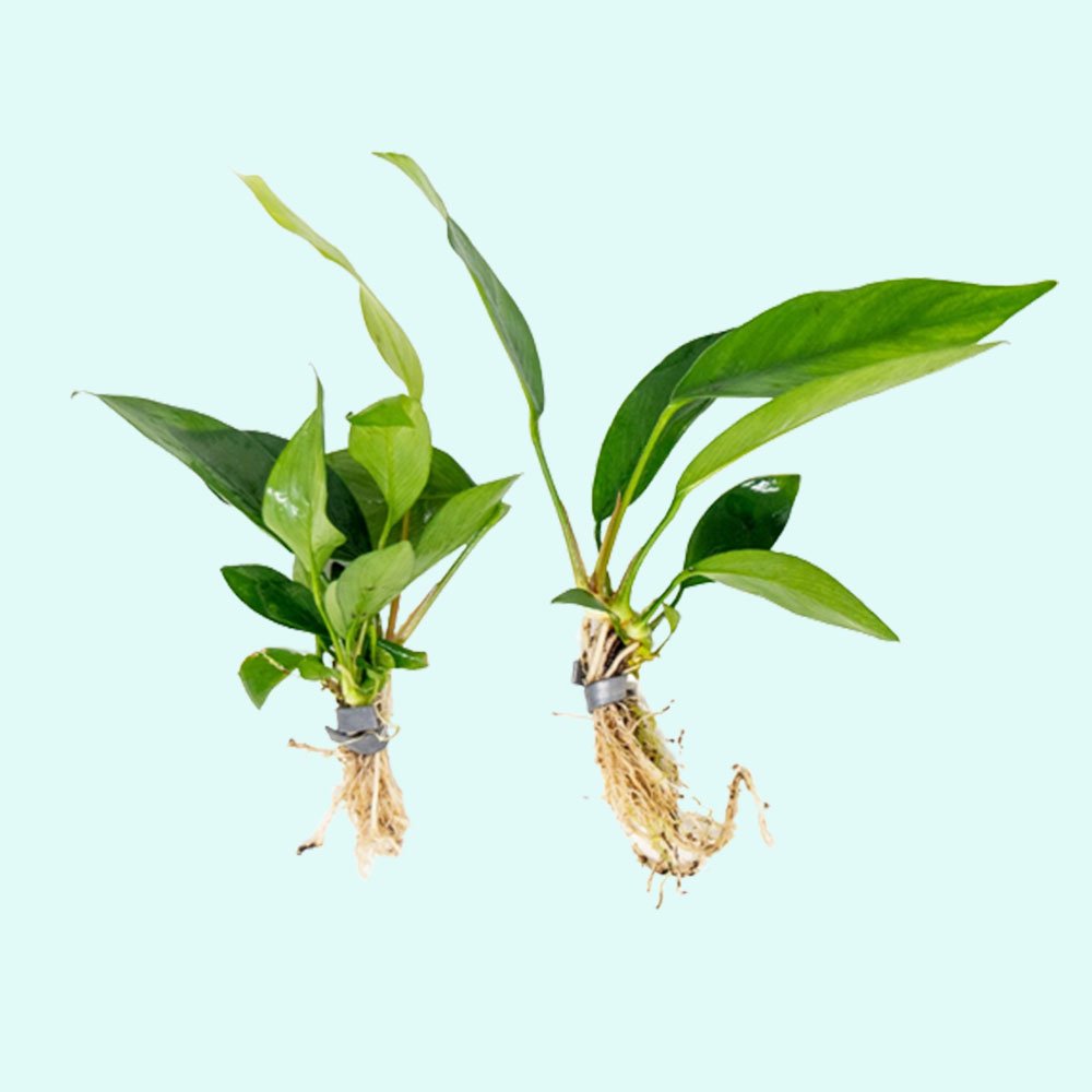 Anubias Afzelii