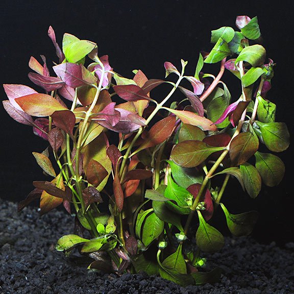 Ludwigia Repens Super Red Mini