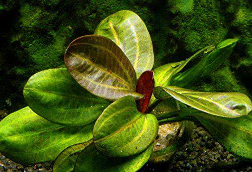 CANTON AQUATICS Live Aquarium Amazon Sword Echinodorus Red Pearl Plant - Natural Cleaning Filter for Water - Long Lasting & Easy to Maintain Aquatic Plants - Suitable for Winter & Summer - 2" Pot