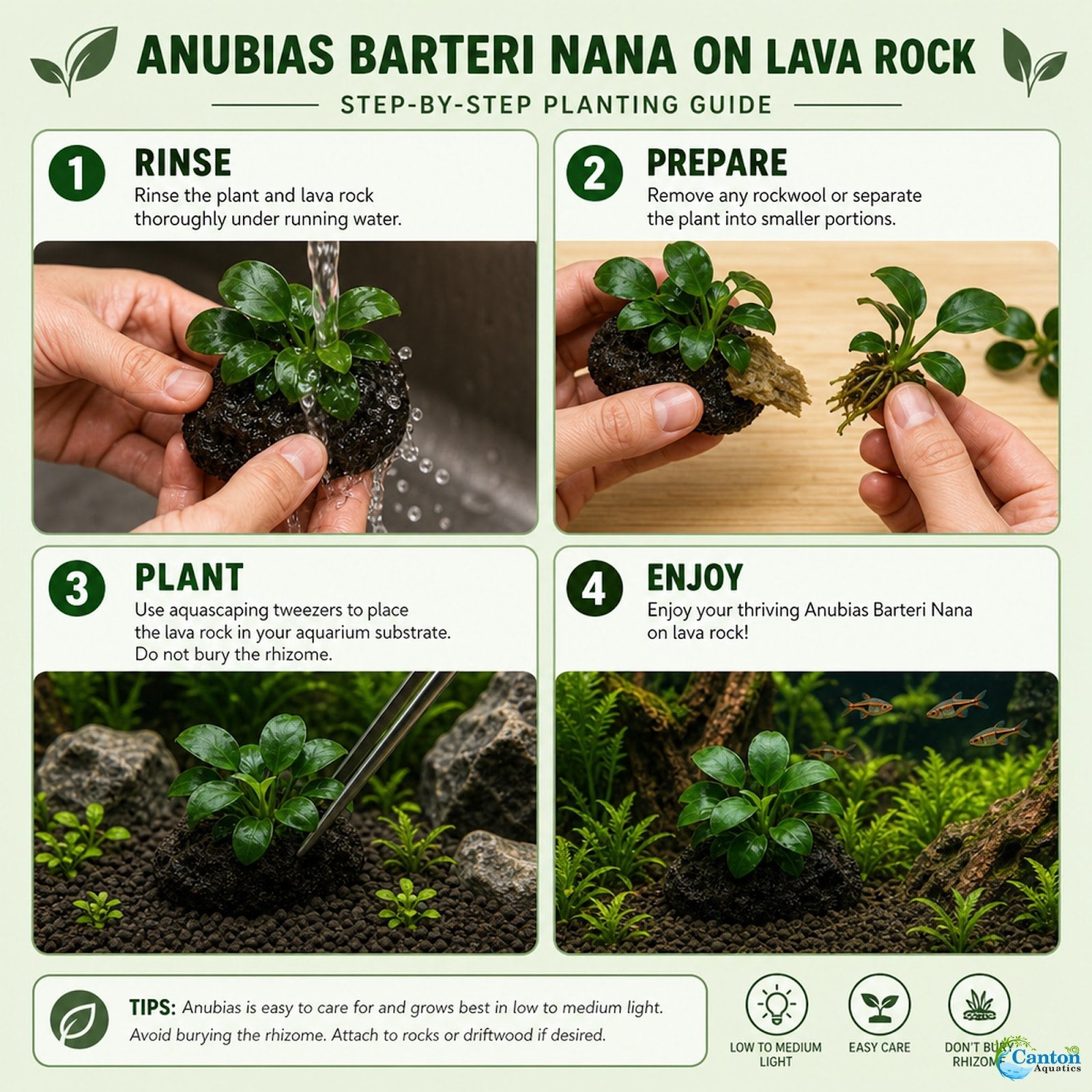 Anubias On Lava Rock