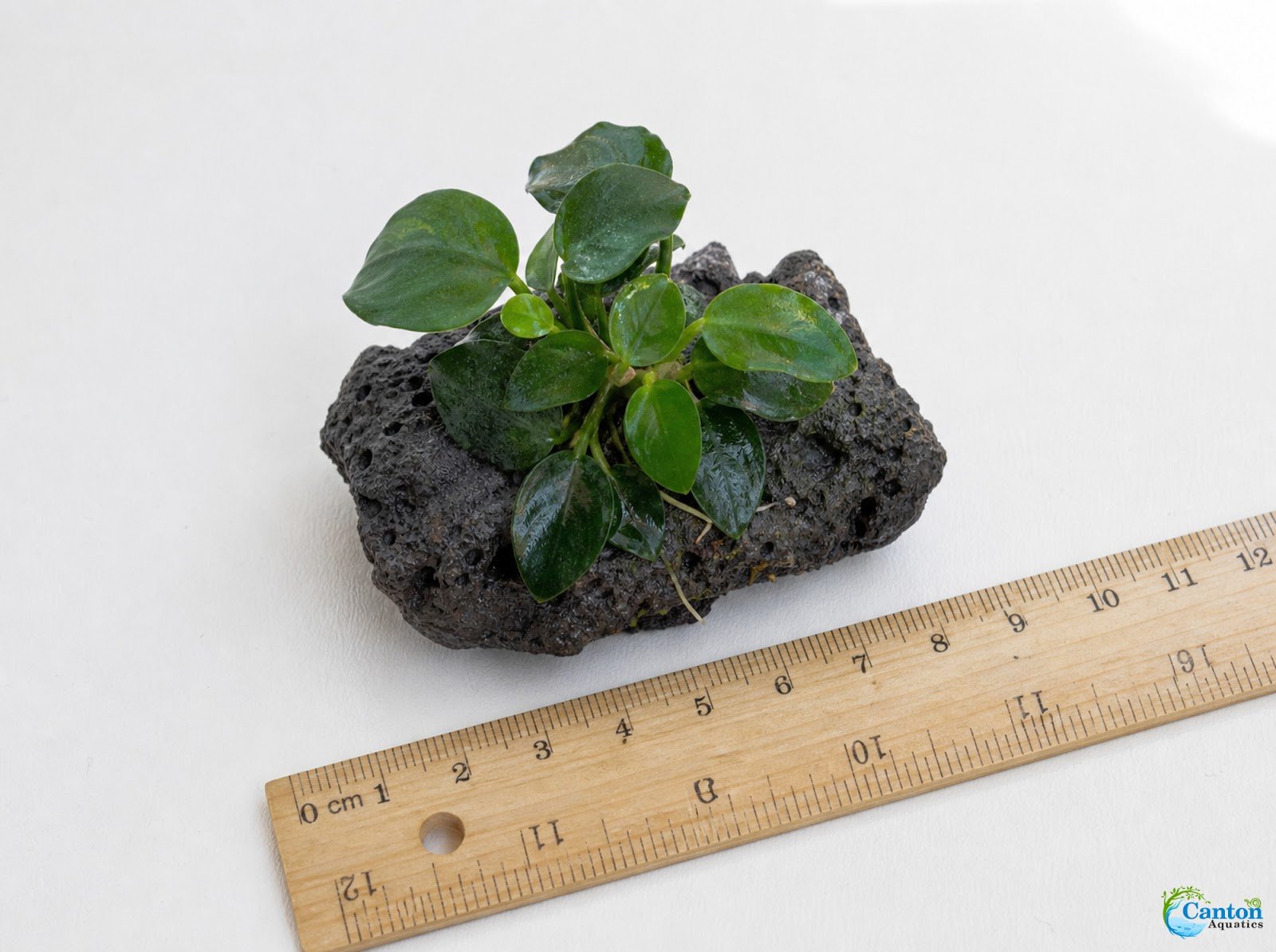 Anubias On Lava Rock