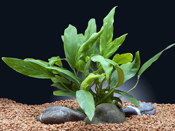 Anubias Minima Bare Root