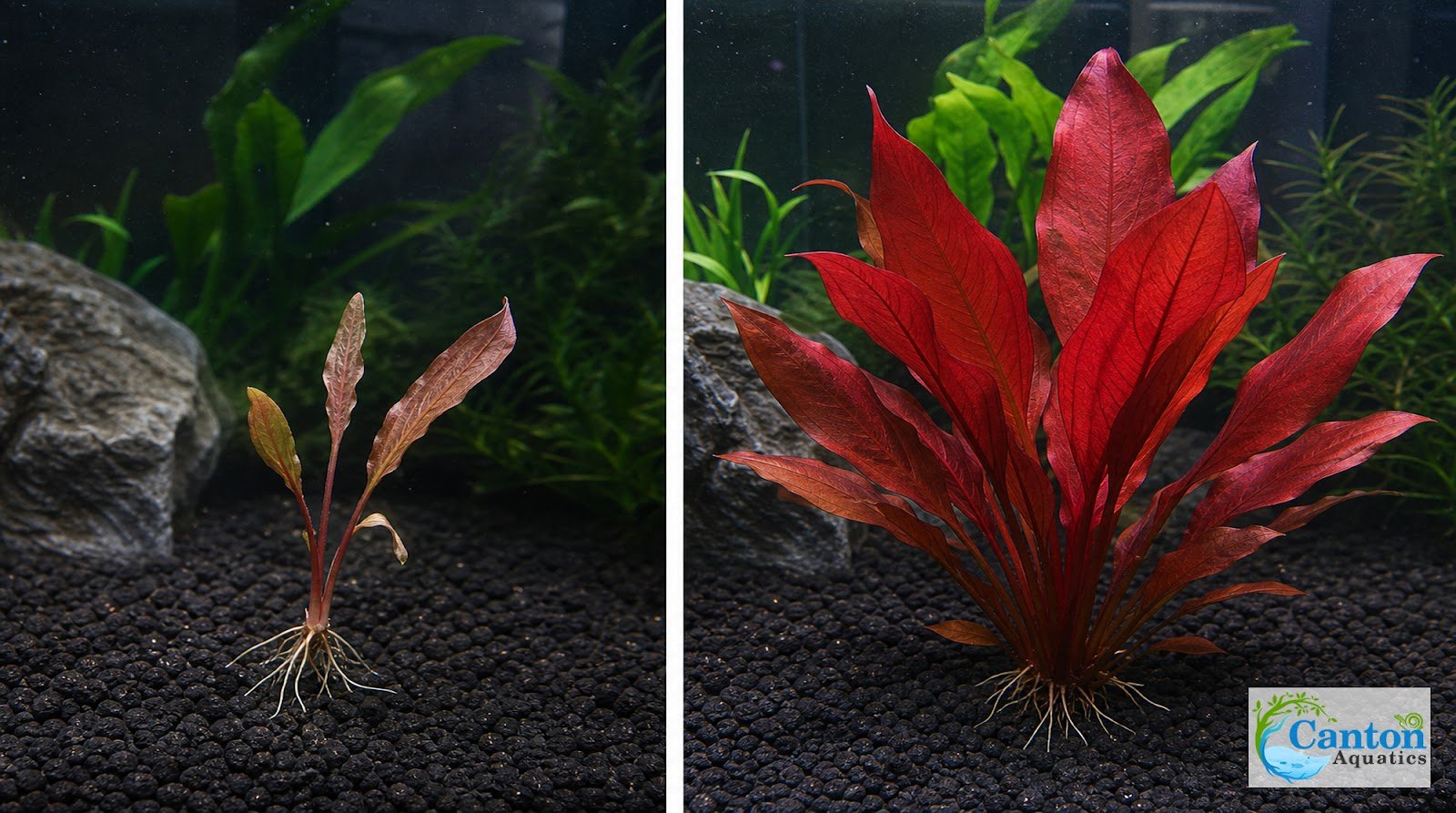 Amazon Sword Echinodorus Red Flame