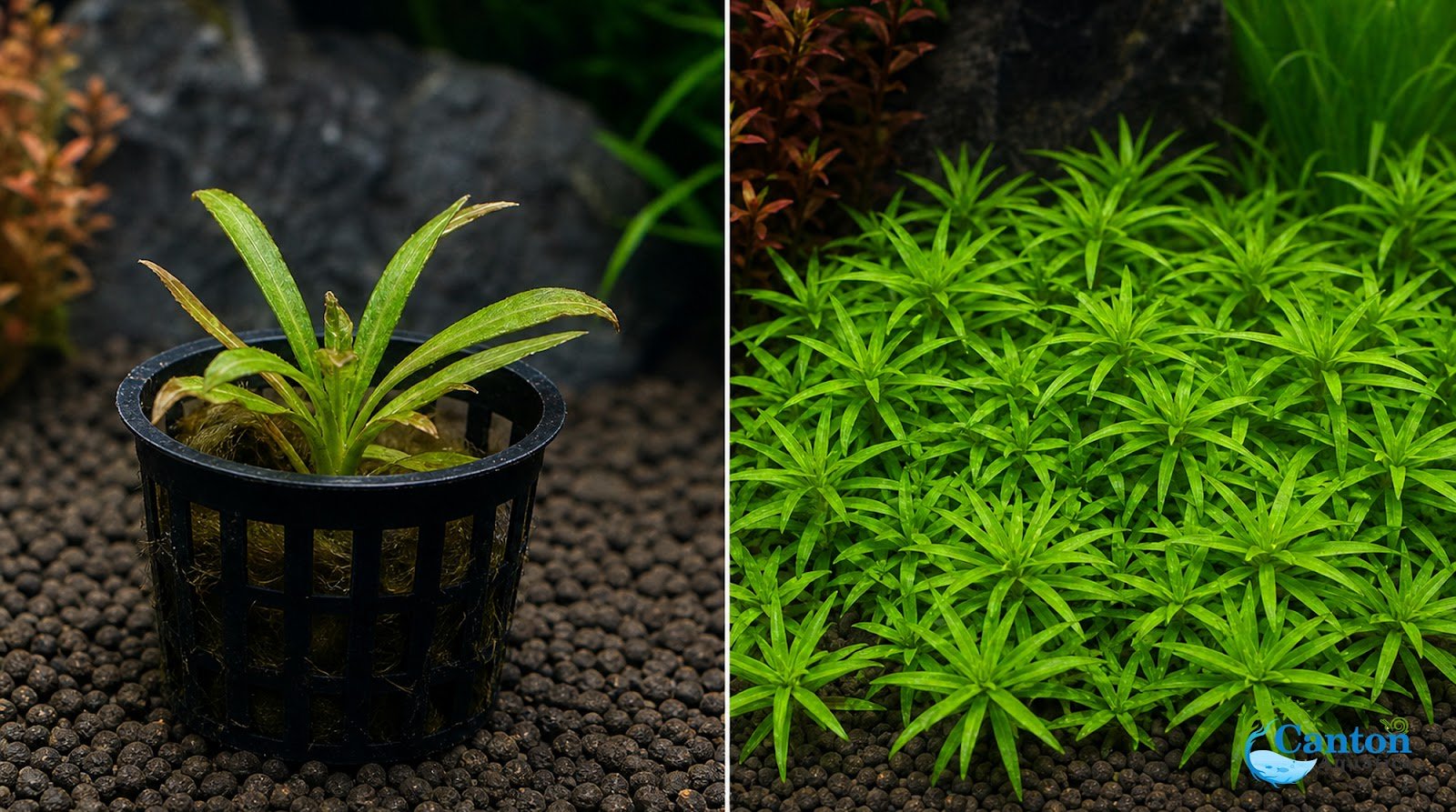 Pogostemon Helferi