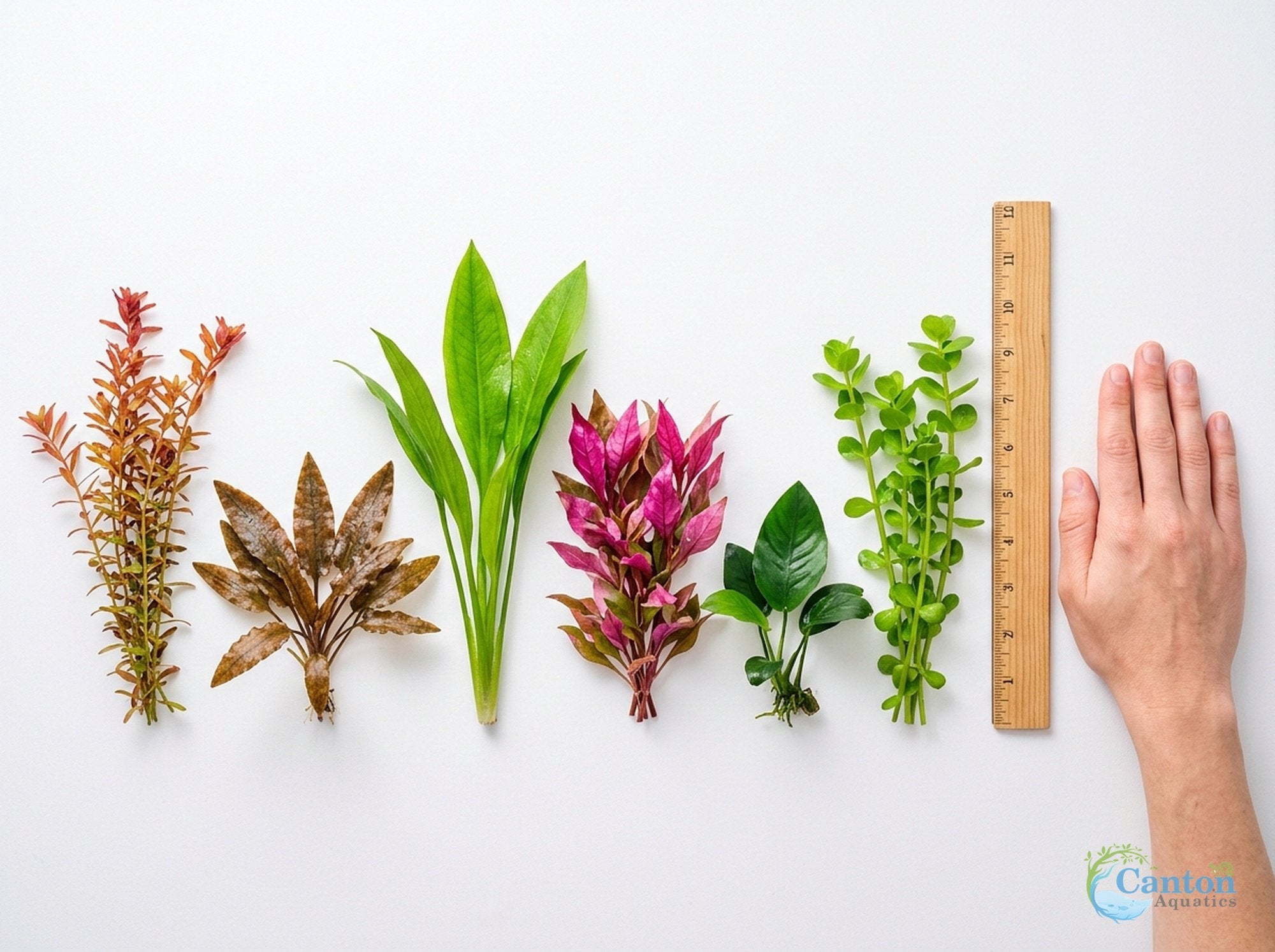 Bright Color Aquarium Plant Bundle – 6 Stunning Live Plants