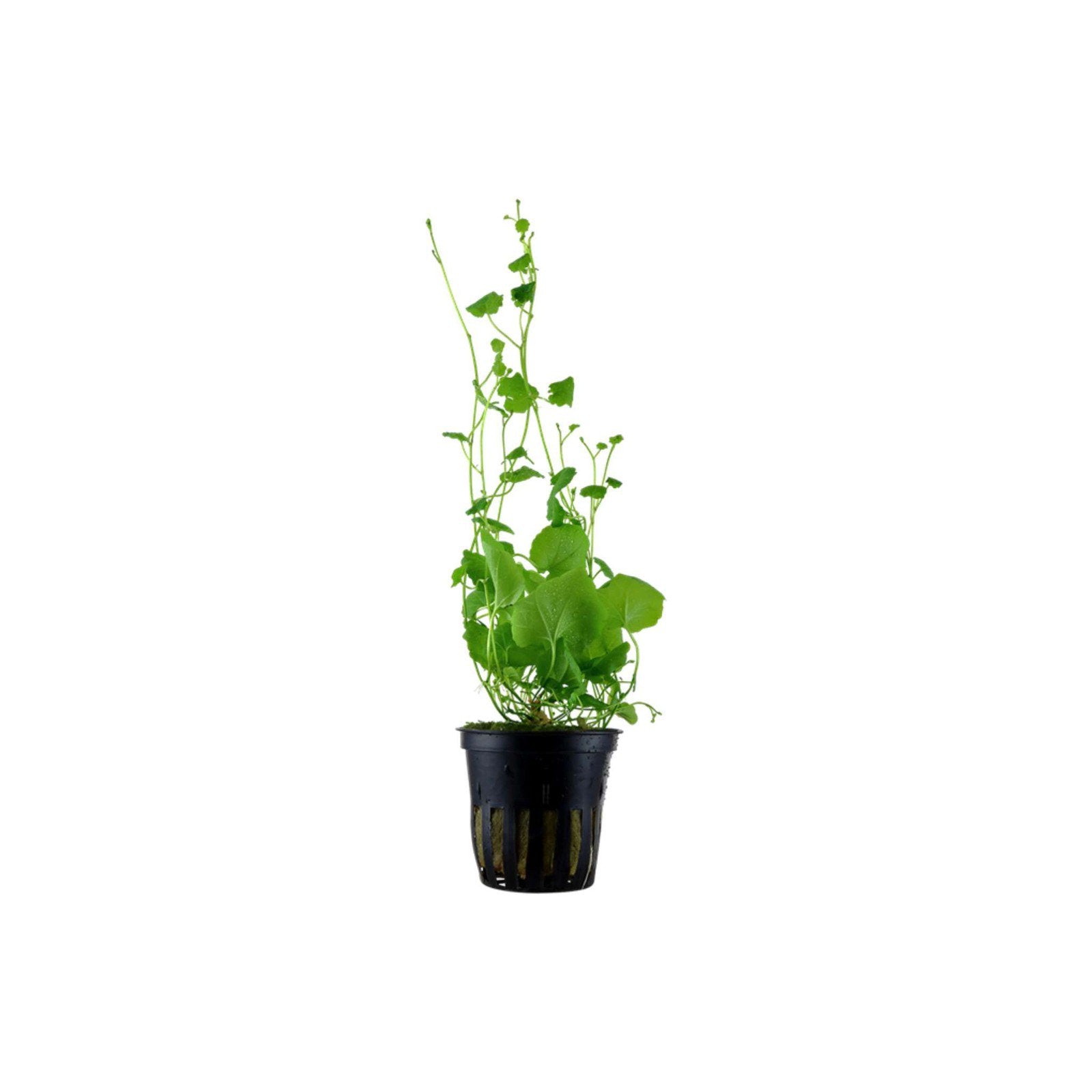 Cardamine Lyrata (Chinese Ivy )