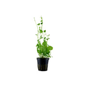 Cardamine Lyrata (Chinese Ivy )