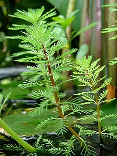 Red Parrot Feather Myriophyllum Brasiliensis