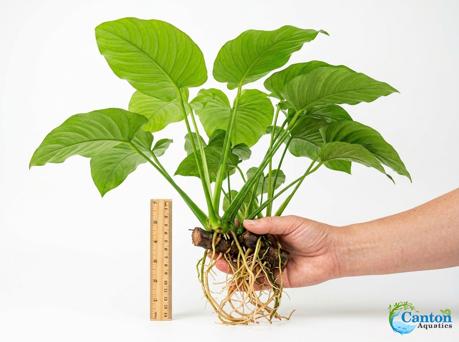 Anubias Gigantea