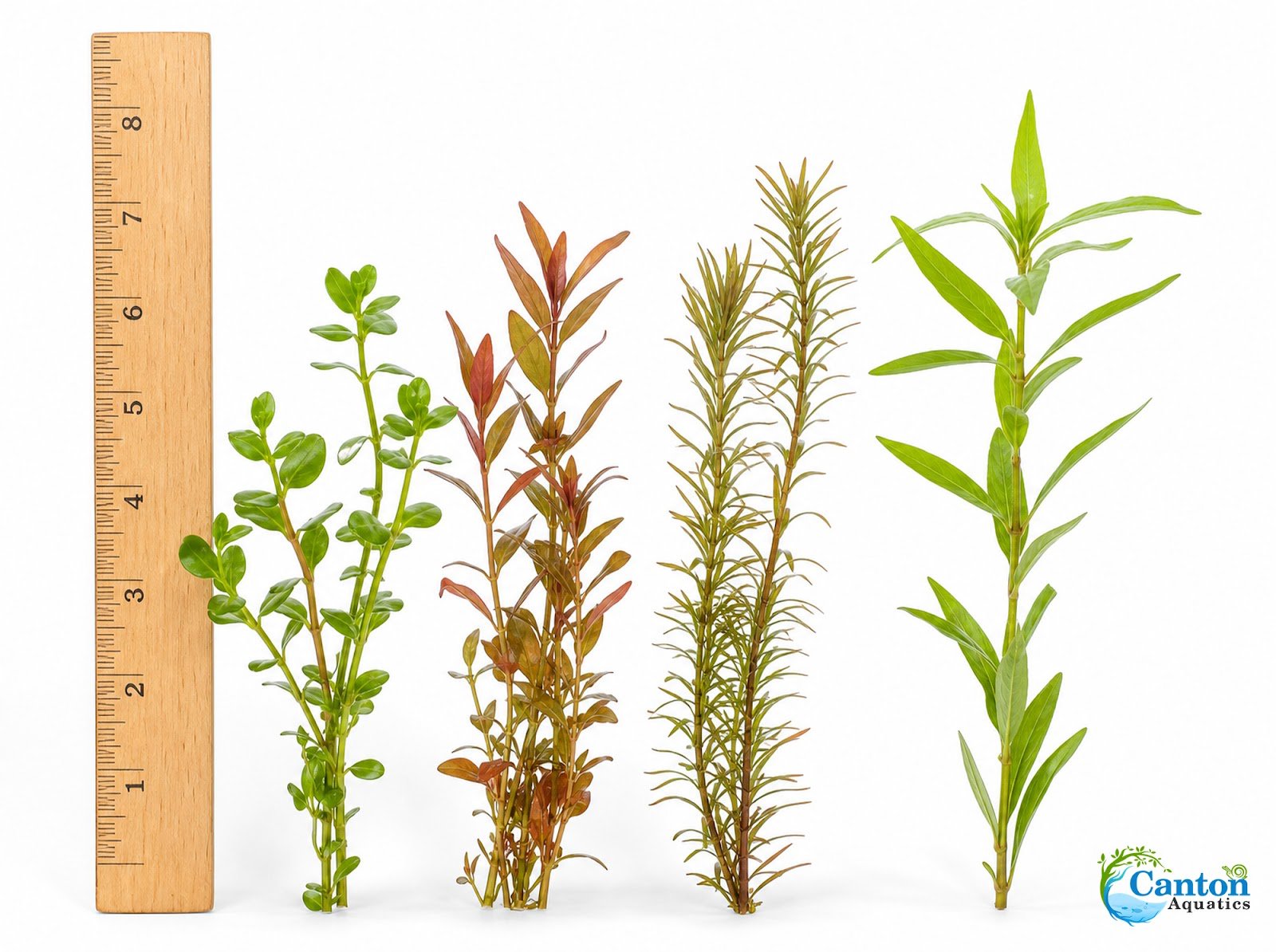 Assorted Mixed Plant Bundle