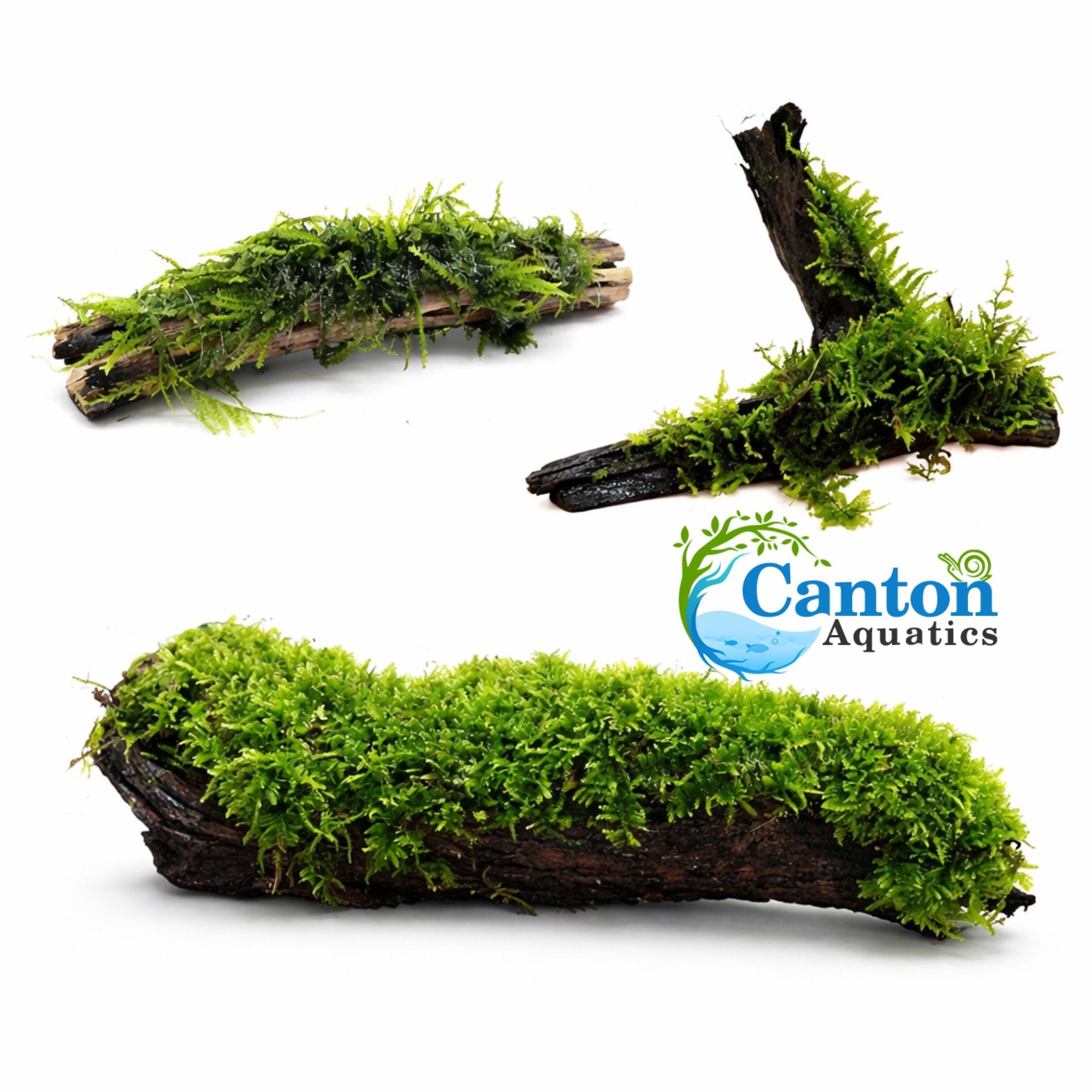 Moss On DriftWood