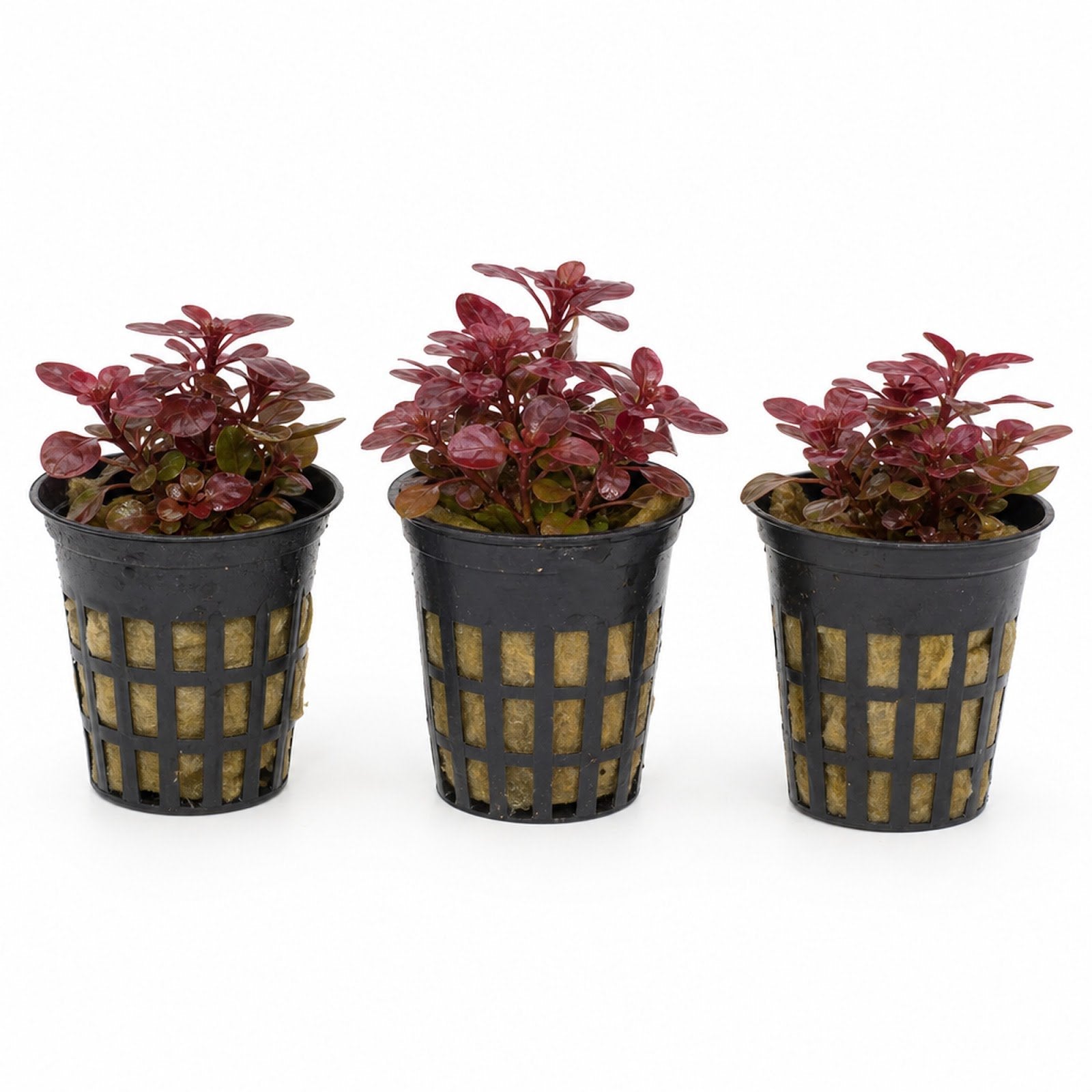 Ludwigia Repens Super Red Mini