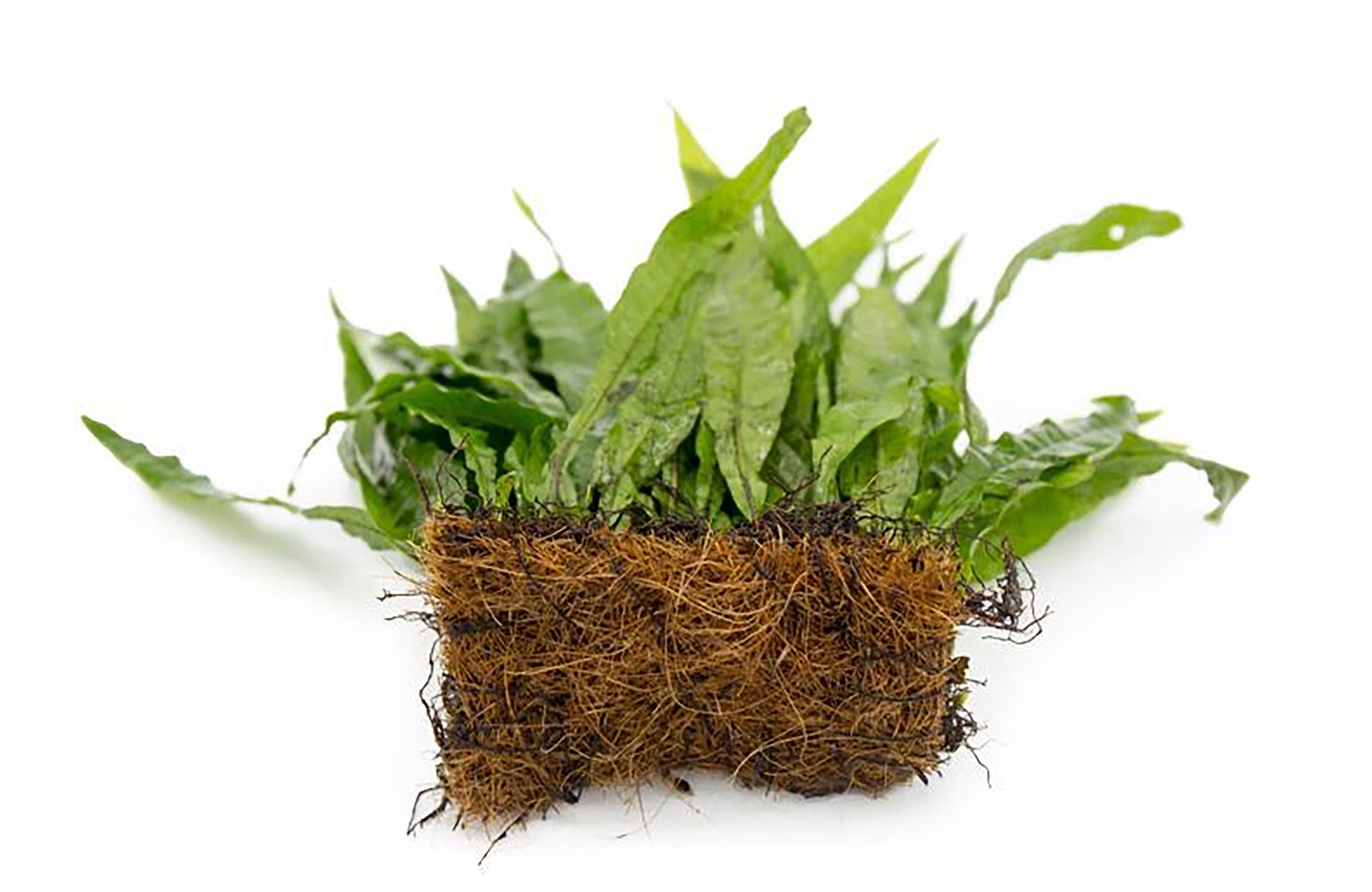 Java Fern Mat (Microsorum Pteropus) on Mat