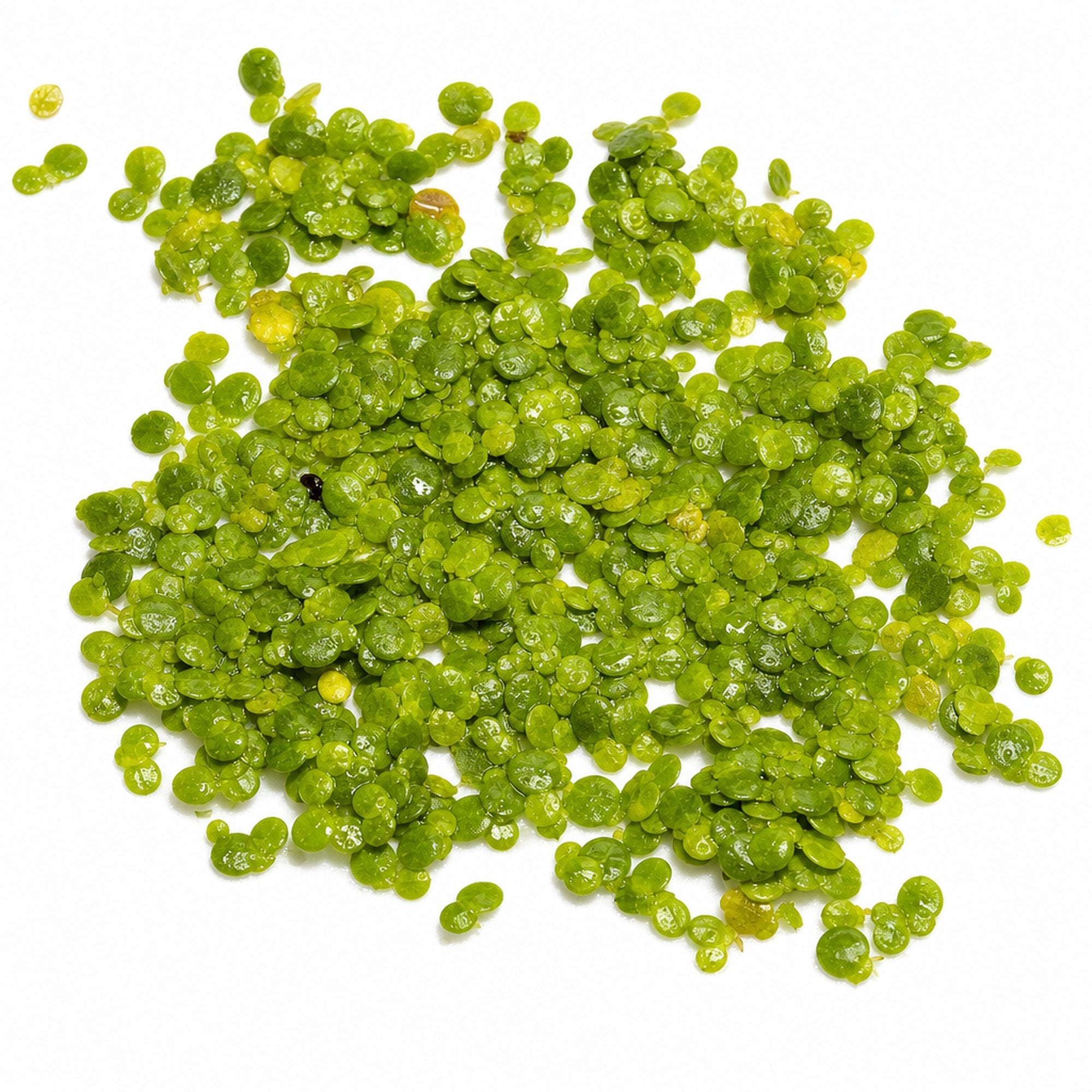 Duckweed (Lemma Minor)
