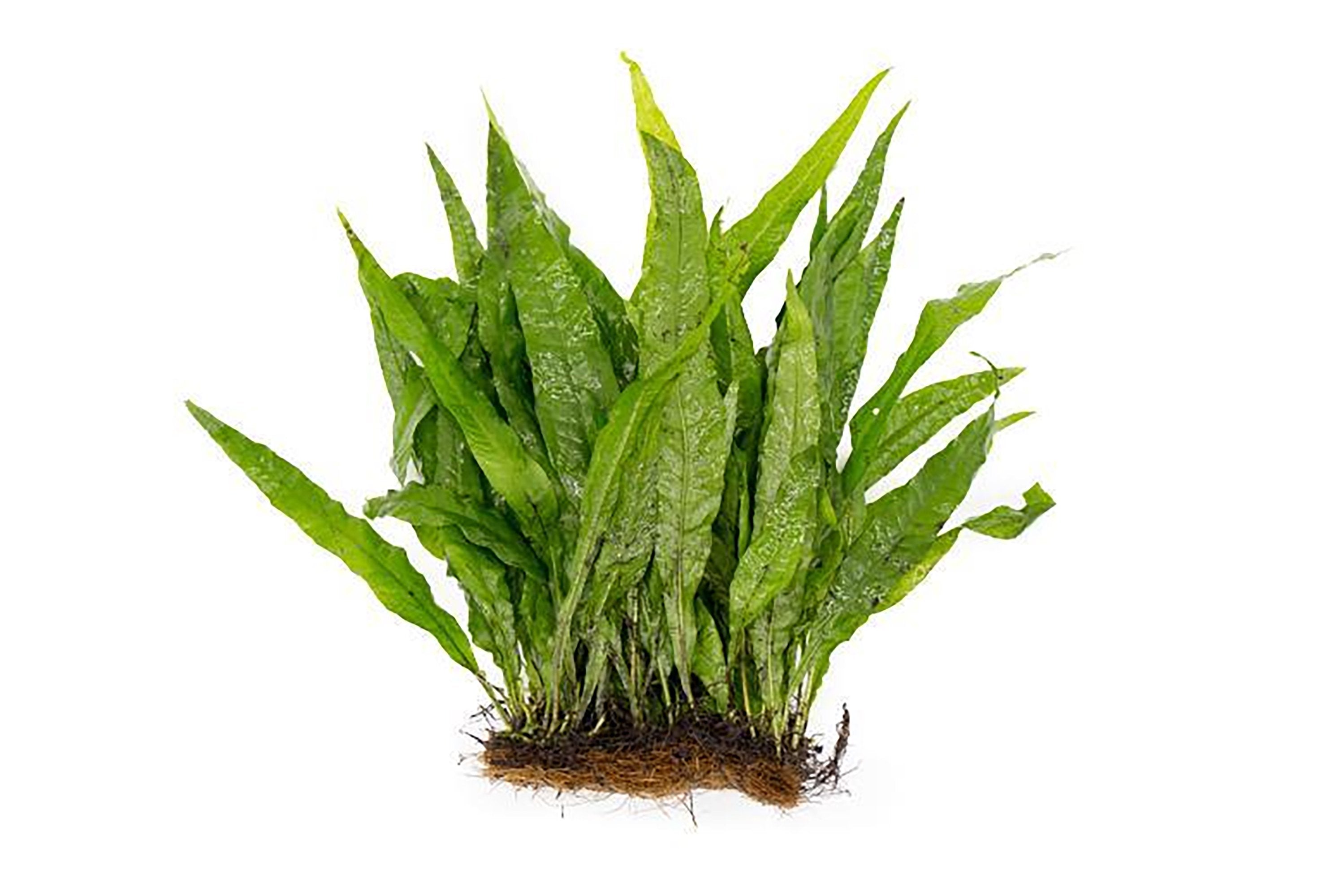 Java Fern Mat (Microsorum Pteropus) on Mat