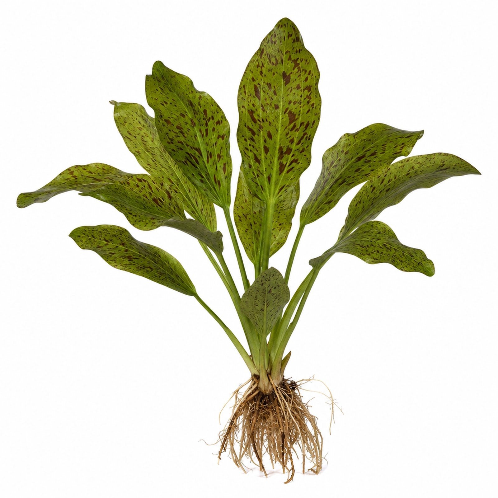Amazon Sword Echinodorus "Green Ozelot"